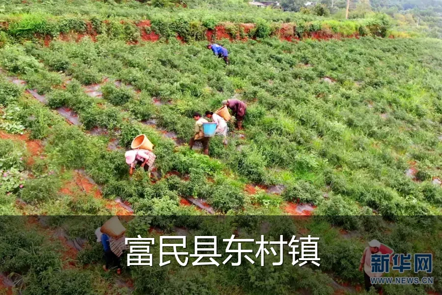 富民县东村镇